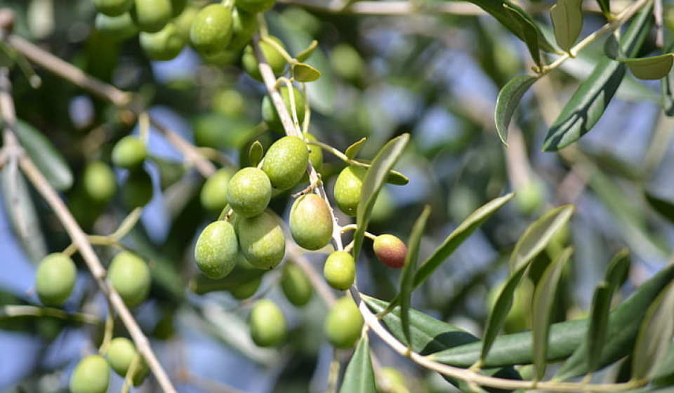 olives-green-olives-olive-grove-green-preview